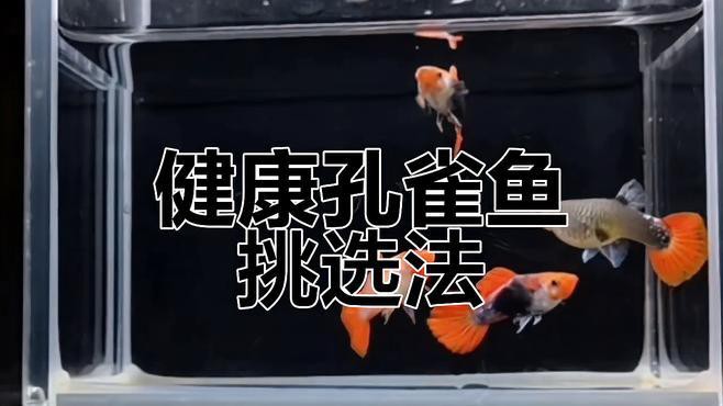 如何判斷紅龍孔雀魚是否健康？，《如何判斷紅龍孔雀魚是否健康》10個關(guān)鍵點教你識別
