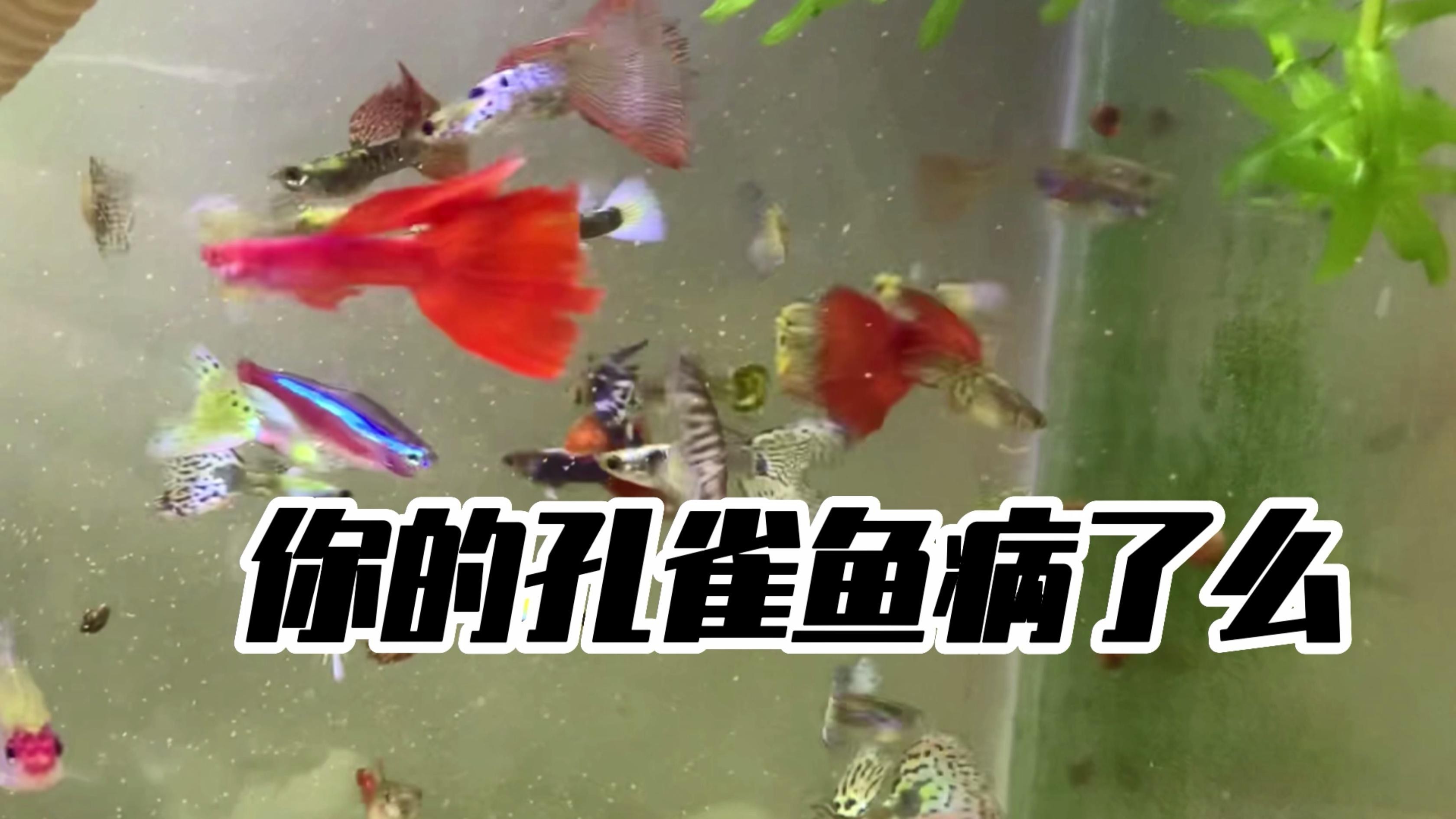 如何判斷紅龍孔雀魚是否健康？，《如何判斷紅龍孔雀魚是否健康》10個關鍵點教你識別