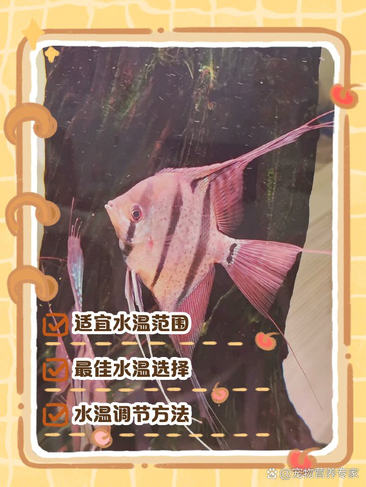 神仙魚水溫16度會死嗎，神仙魚養護手冊《神仙魚養護手冊》神仙魚養護手冊