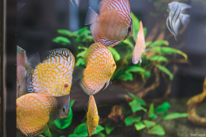 神仙魚(yú)水溫16度會(huì)死嗎，神仙魚(yú)養(yǎng)護(hù)手冊(cè)《神仙魚(yú)養(yǎng)護(hù)手冊(cè)》神仙魚(yú)養(yǎng)護(hù)手冊(cè)