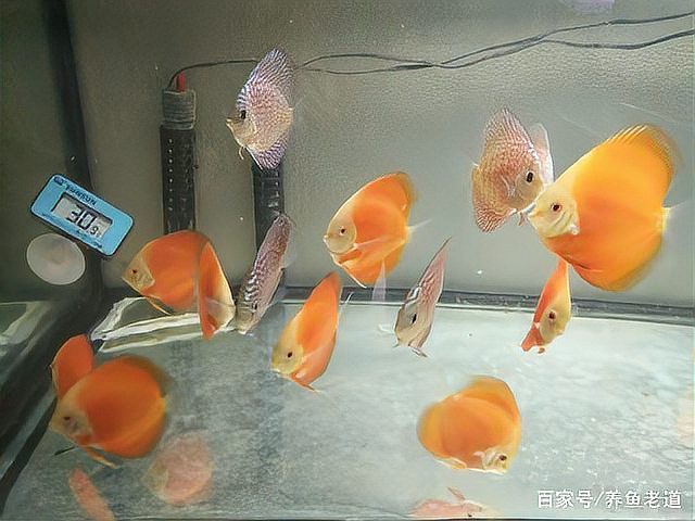 神仙魚水溫16度會死嗎，神仙魚養護手冊《神仙魚養護手冊》神仙魚養護手冊