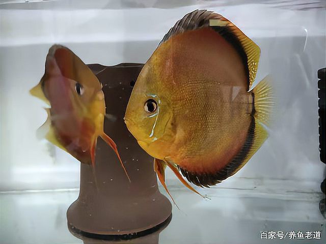 神仙魚水溫16度會死嗎，神仙魚養護手冊《神仙魚養護手冊》神仙魚養護手冊