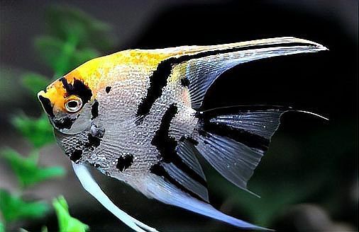 神仙魚(yú)水溫16度會(huì)死嗎，神仙魚(yú)養(yǎng)護(hù)手冊(cè)《神仙魚(yú)養(yǎng)護(hù)手冊(cè)》神仙魚(yú)養(yǎng)護(hù)手冊(cè)