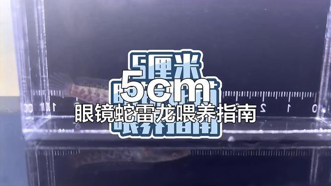 5cm龍魚苗的飼養難度如何？，五厘米眼鏡蛇雷龍苗飼養全攻略五厘米眼鏡蛇雷龍苗飼養全攻略