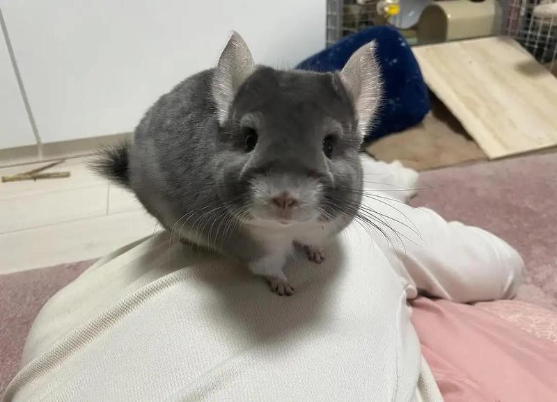 哪些貓品種更適合與龍貓共養？，養貓“首選”這6種貓，漂亮又好養！