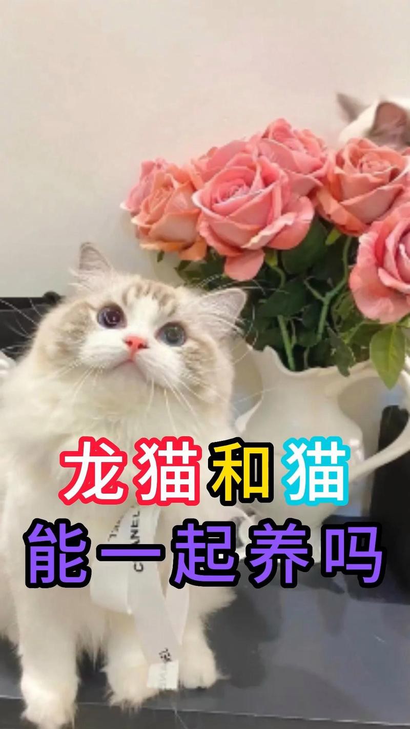 哪些貓品種更適合與龍貓共養？，養貓“首選”這6種貓，漂亮又好養！