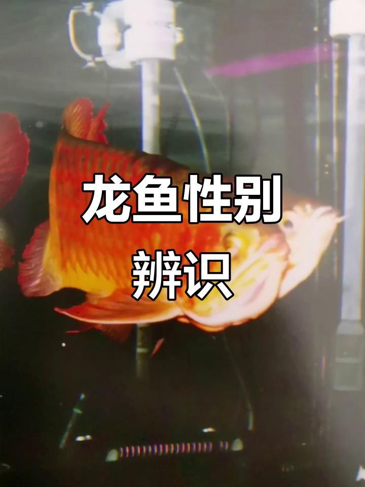 如何區(qū)分紅龍魚的幼魚性別？，如何區(qū)分紅龍魚幼魚性別
