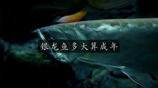 如何判斷銀龍魚是否達(dá)到性成熟？，判斷銀龍魚是否達(dá)到性成熟需綜合多方面特征觀察