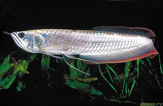 如何判斷銀龍魚是否達到性成熟？，判斷銀龍魚是否達到性成熟需綜合多方面特征觀察 如何判斷銀龍魚是否達到性成熟？，判斷銀龍魚是否達到性成熟需綜合多方面特征觀察 龍魚百科 第5張