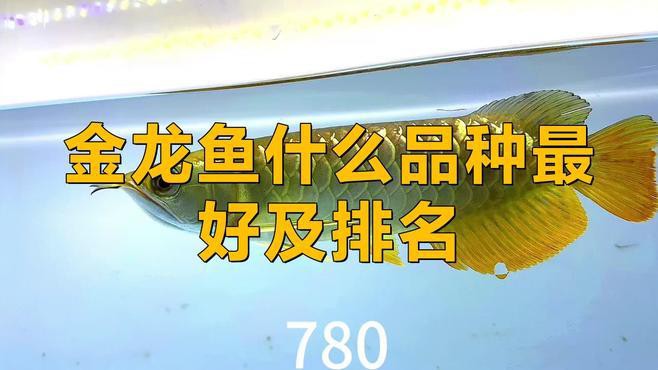 哪種金龍魚品種更具收藏價(jià)值？，金龍魚什么品種最好及排名李維宸金龍魚什么品種最好