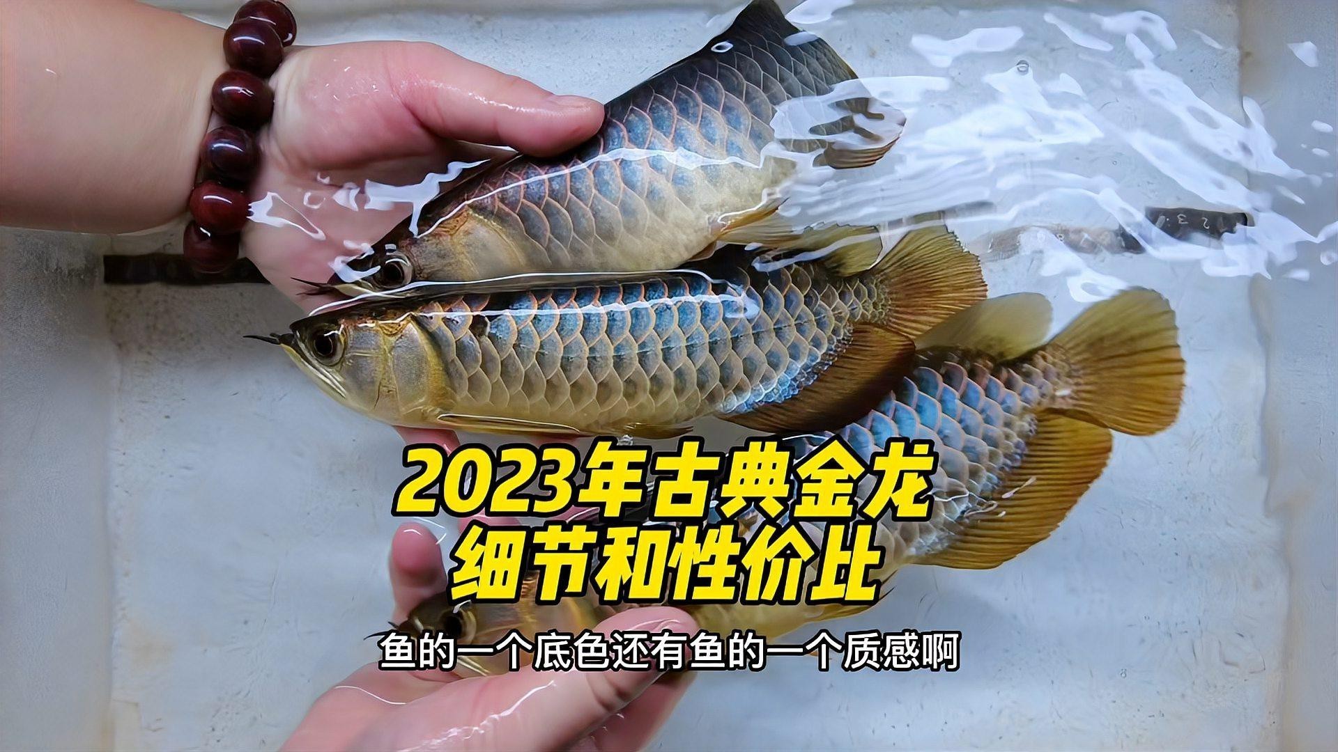 如何判斷古典金龍底色的優劣？，古典金龍底色選擇解析