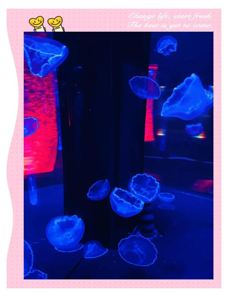 墨脫水族店，墨脫水族店的服務有哪些