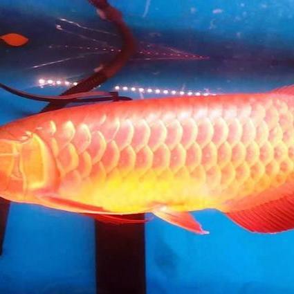 號半龍魚長大后還會發色嗎？，《號半龍魚長大后還會發色嗎》號半龍魚品種介紹