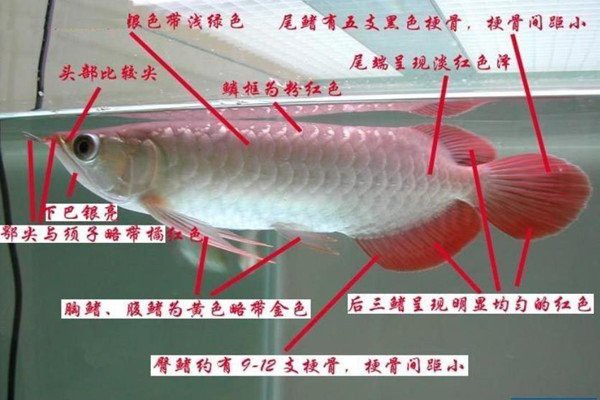 號半龍魚長大后還會發色嗎？，《號半龍魚長大后還會發色嗎》號半龍魚品種介紹