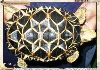 公安水族店，公安縣森森水族館非法交易瀕危動物案例提醒水族行業(yè)經(jīng)營者需嚴(yán)格遵守野生動物保護(hù)法規(guī)