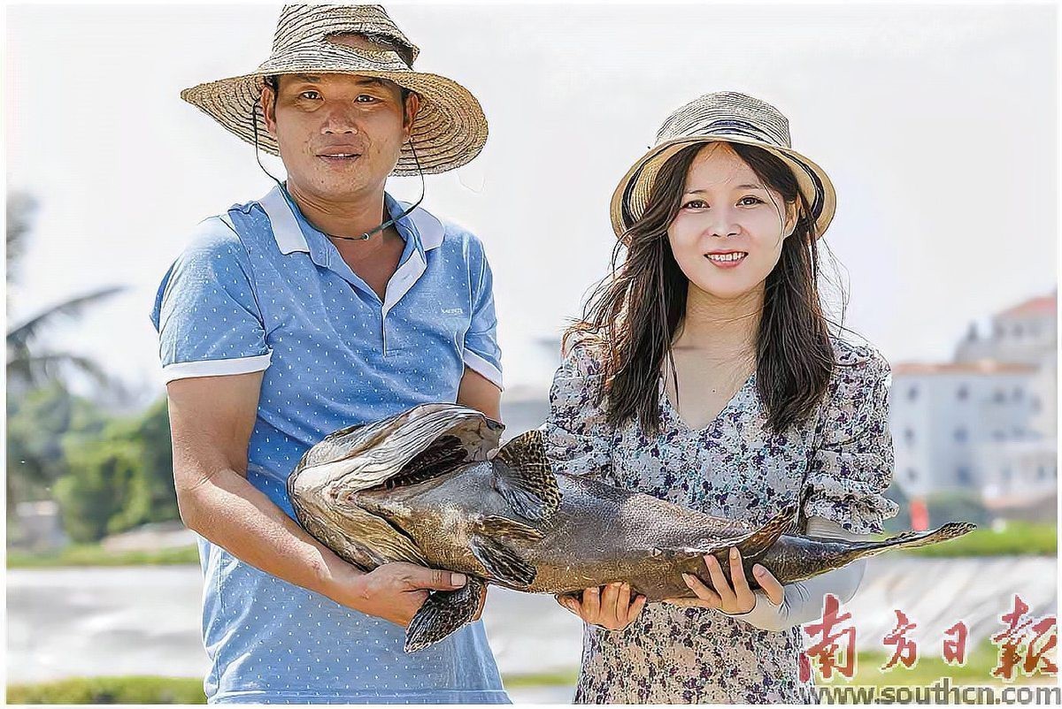 哪里可以買到新鮮的龍躉魚？，哪里可以買到新鮮的龍躉魚武漢也能吃到新鮮龍躉魚