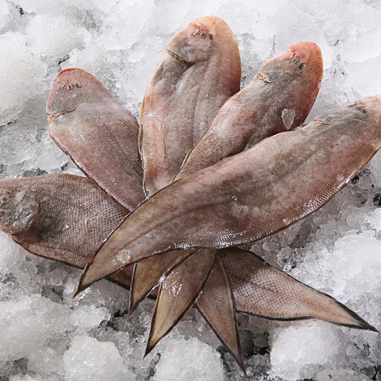 哪里可以買到新鮮的龍躉魚？，哪里可以買到新鮮的龍躉魚武漢也能吃到新鮮龍躉魚