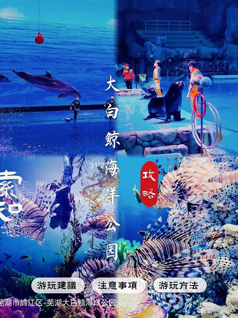 徽州水族店，徽州區下街水族館與歙縣南海水族館哪家口碑最好