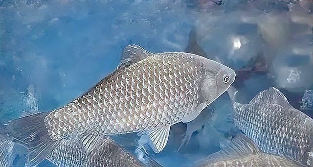 魚塘水霉病怎么治最快，水產衛士，魚塘水霉病怎么治最快