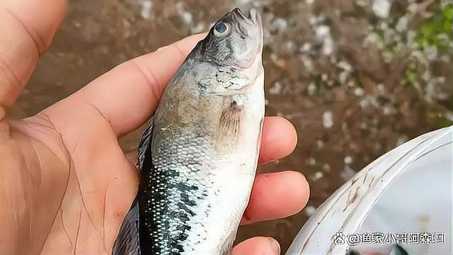 魚塘水霉病怎么治最快，水產衛士，魚塘水霉病怎么治最快