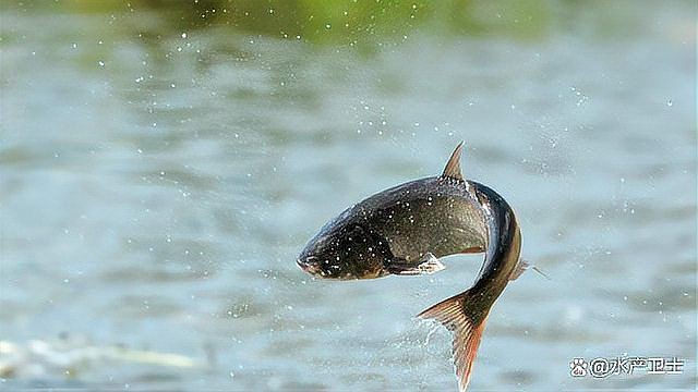 魚塘水霉病怎么治最快，水產衛士，魚塘水霉病怎么治最快