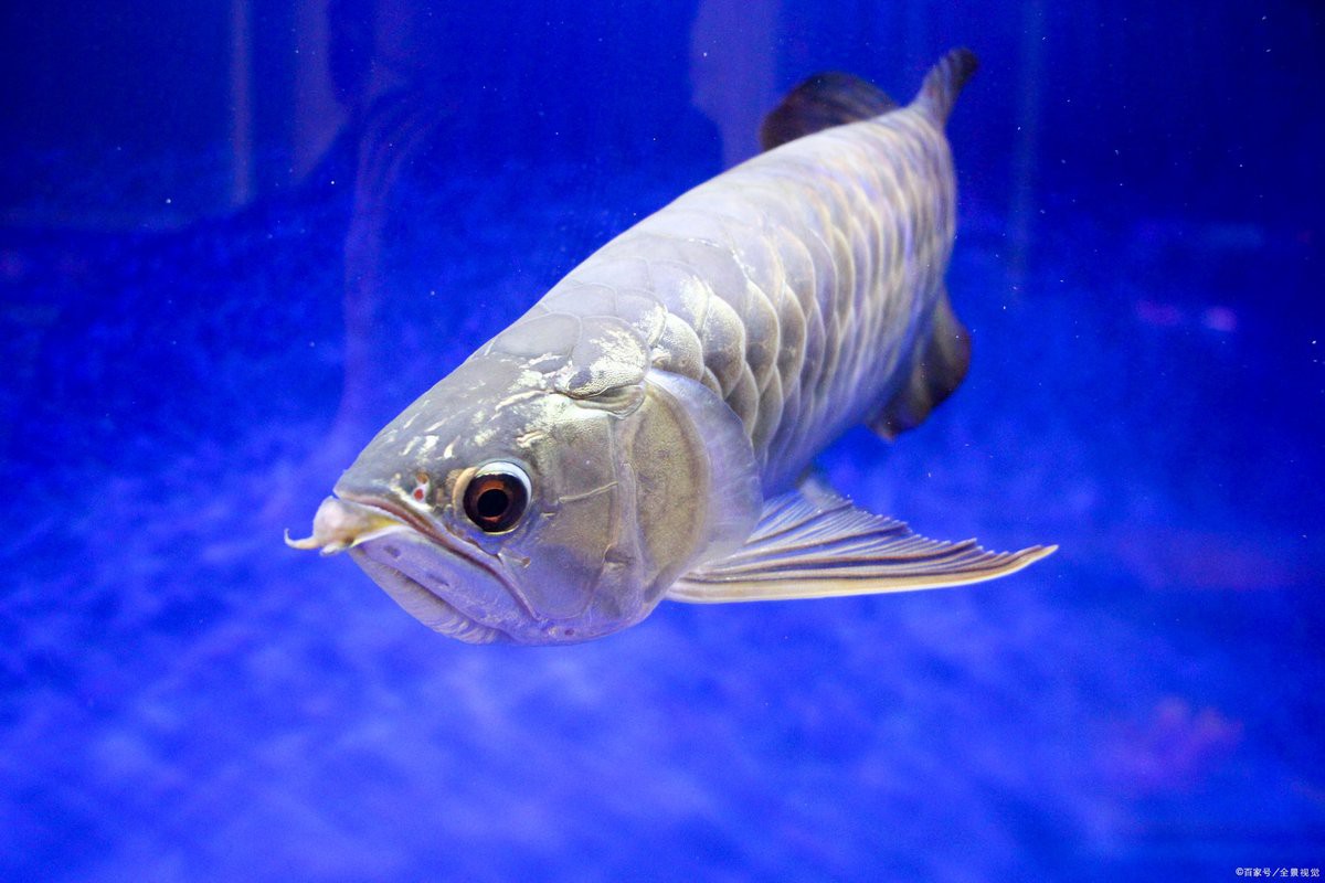 40厘米金龍魚飼養難度大嗎？，40厘米金龍魚好養嗎養殖秘籍大揭秘讓你養出健康又美麗的金龍魚 40厘米金龍魚飼養難度大嗎？，40厘米金龍魚好養嗎養殖秘籍大揭秘讓你養出健康又美麗的金龍魚 龍魚論壇 第9張