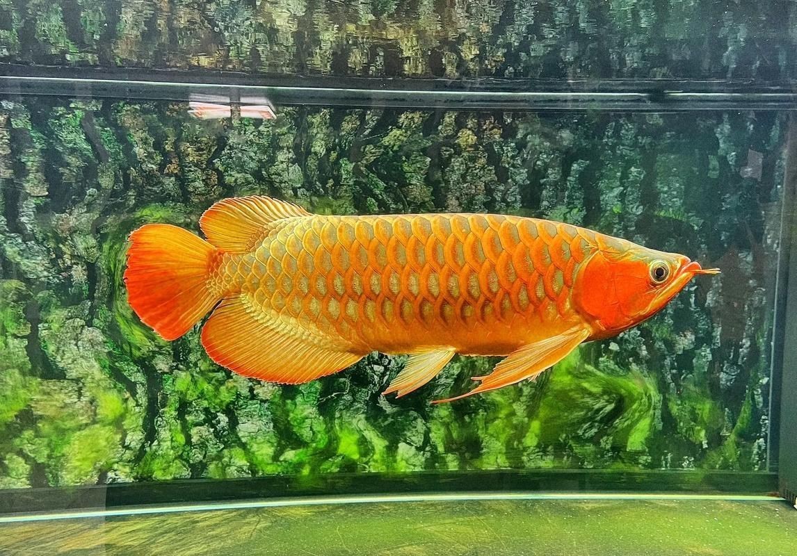 招財(cái)龍魚(yú)圖片尺寸，招財(cái)龍魚(yú)圖片的尺寸相關(guān)內(nèi)容聚焦于招財(cái)龍魚(yú)圖片的內(nèi)容