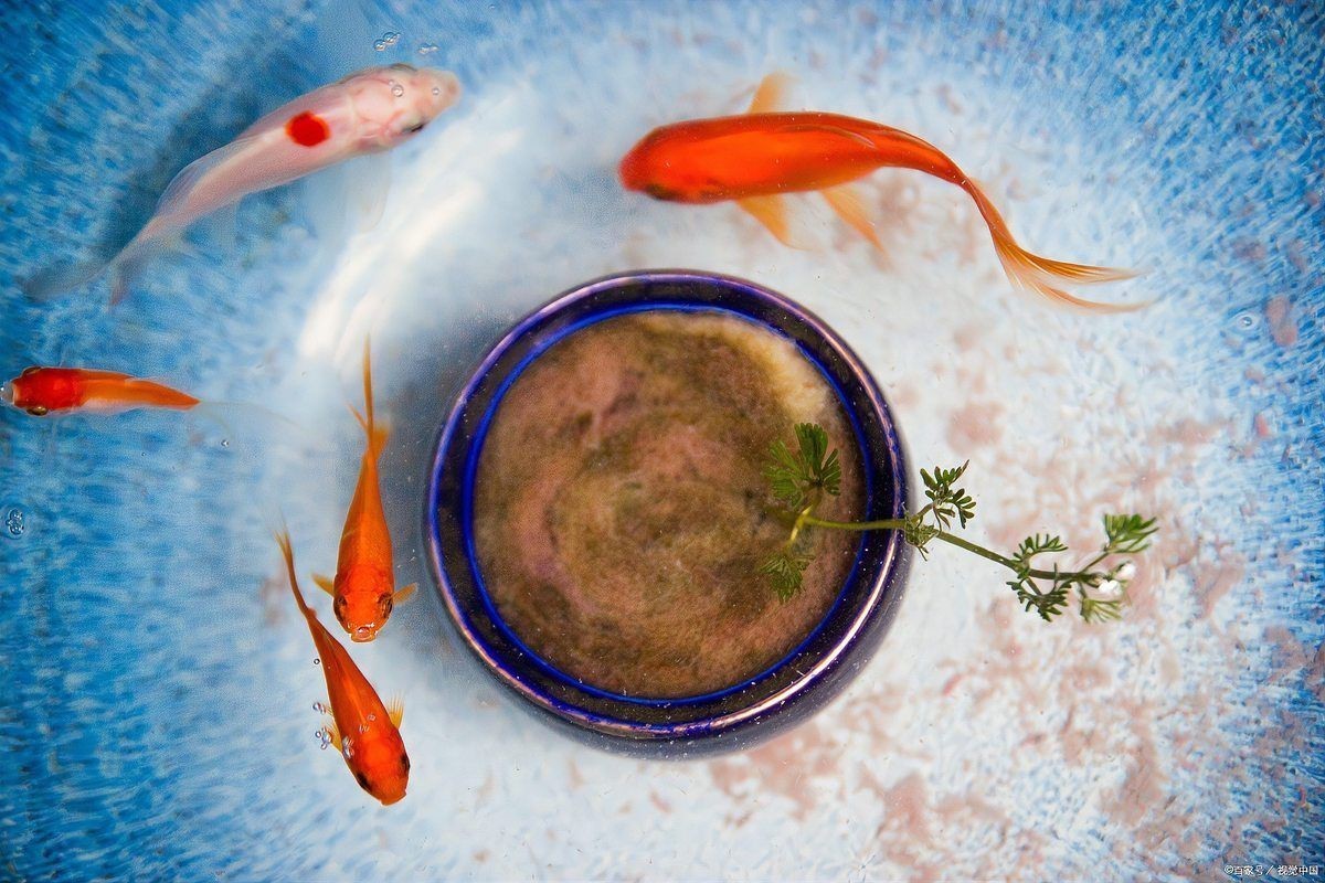 阜陽魚缸維護，阜陽地區魚缸維護 阜陽魚缸維護，阜陽地區魚缸維護 全國水族館企業名錄 第4張