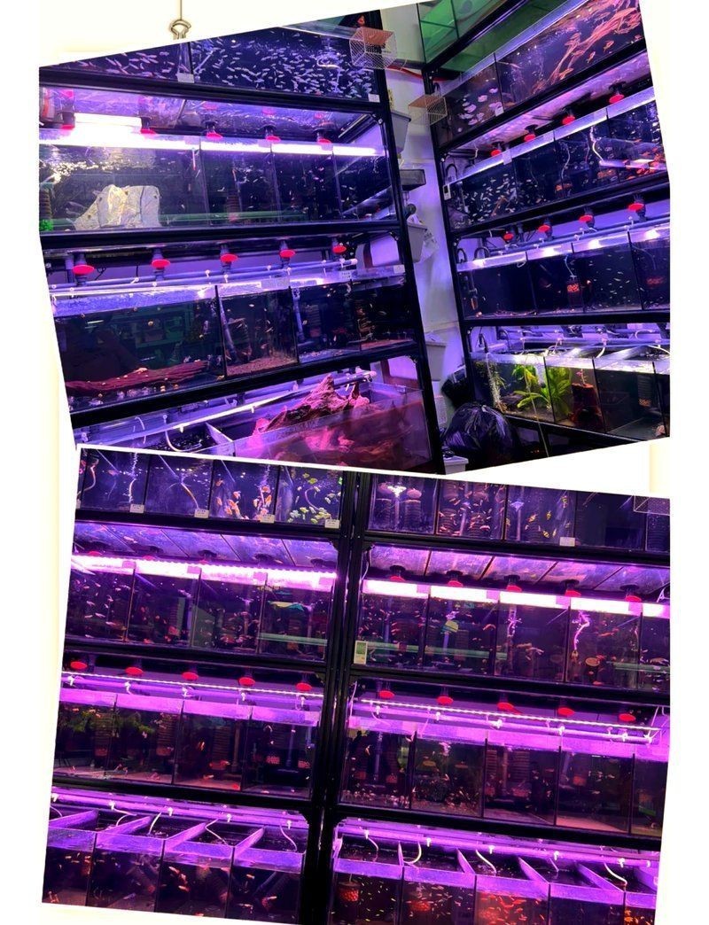 武漢水族店，周末探店-武漢花鳥市場寶藏觀賞魚店，超值體驗! 武漢水族店，周末探店-武漢花鳥市場寶藏觀賞魚店，超值體驗! 全國水族館企業(yè)名錄 第3張