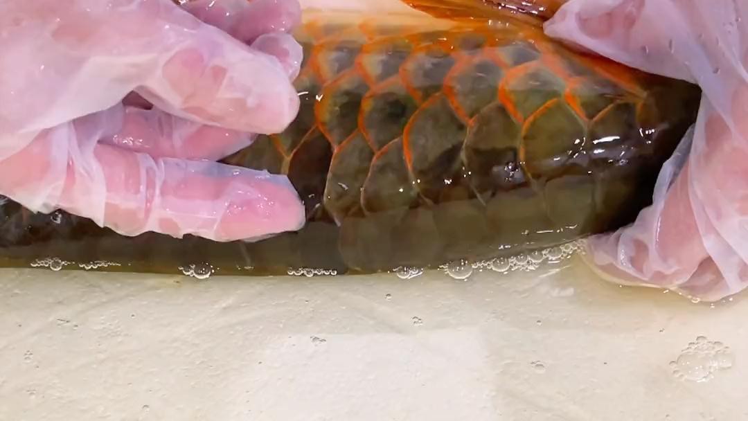 如何保養(yǎng)過(guò)背金龍魚的鱗片？，過(guò)背金龍魚鱗片的保養(yǎng)方法