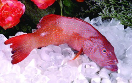 哪里可以找到高清的紅龍魚壁紙？，尋找高清紅龍魚壁紙可通過多種途徑實現多種途徑實現