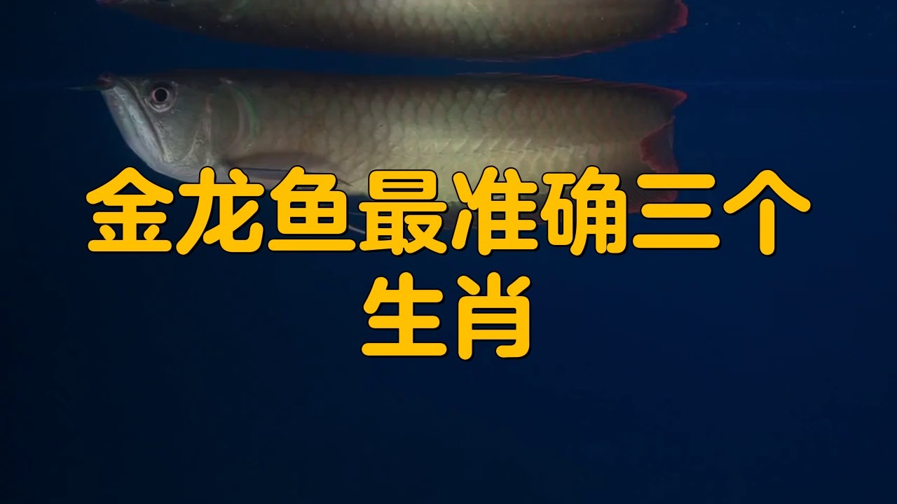 哪些生肖適合擺放金龍魚擺件？，什么生肖適合擺放金龍魚擺件？