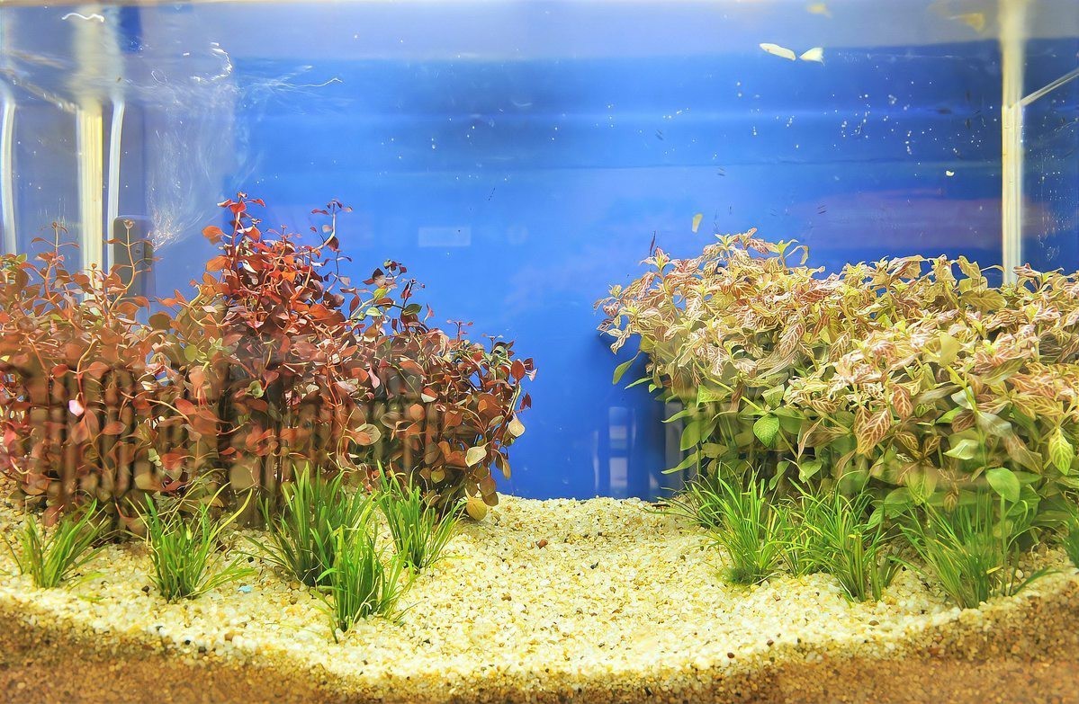2025年龍魚養殖成本分析，2025年龍魚養殖成本受多重因素影響呈現動態變化