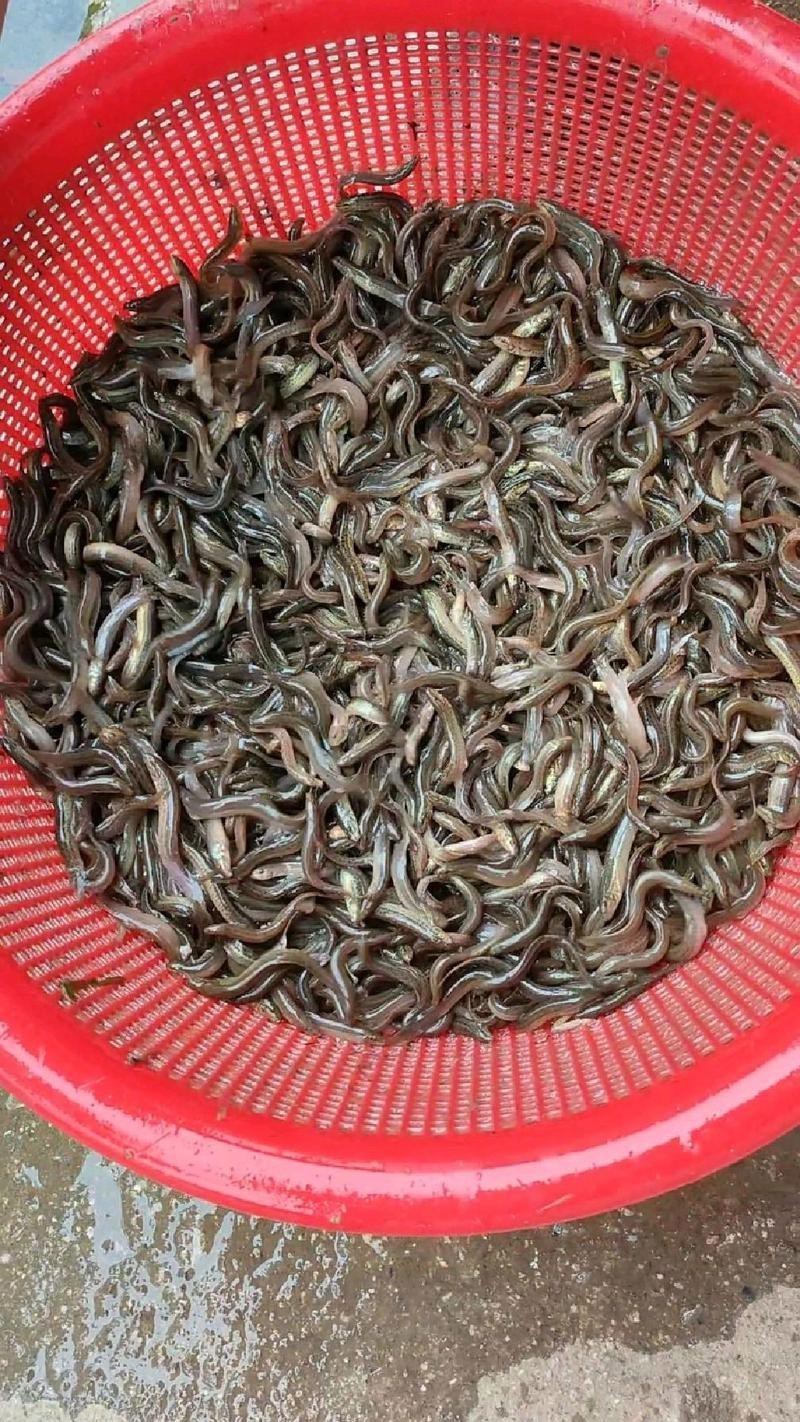 泥鰍圖片大全大圖，水中人參——泥鰍