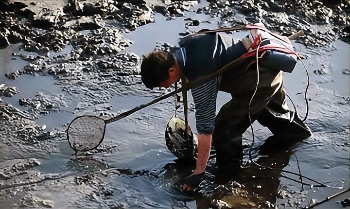 泥鰍圖片大全大圖，水中人參——泥鰍