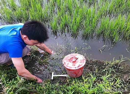 泥鰍圖片大全大圖，水中人參——泥鰍
