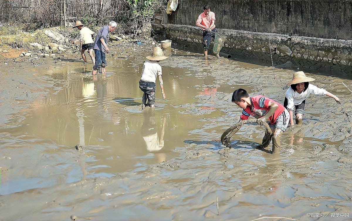 泥鰍圖片大全大圖，水中人參——泥鰍