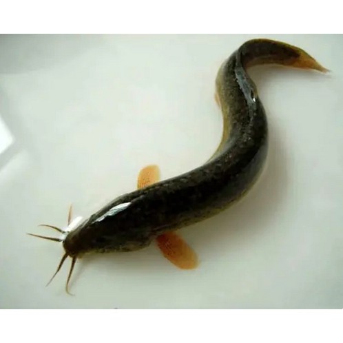 泥鰍圖片大全大圖，水中人參——泥鰍