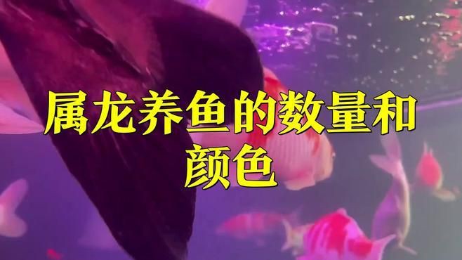 屬龍人養(yǎng)魚的最佳顏色搭配有哪些？，屬龍人養(yǎng)什么顏色的魚最好實(shí)事捕捉 屬龍人養(yǎng)魚的最佳顏色搭配有哪些？，屬龍人養(yǎng)什么顏色的魚最好實(shí)事捕捉 龍魚百科 第4張