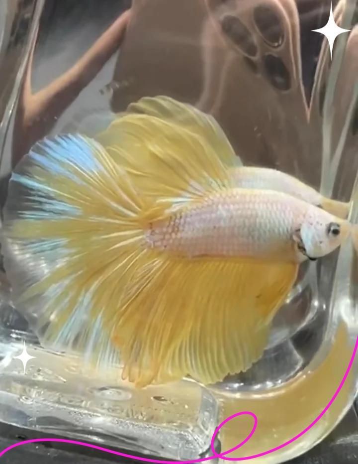 屬龍人養(yǎng)魚的最佳顏色搭配有哪些？，屬龍人養(yǎng)什么顏色的魚最好實(shí)事捕捉 屬龍人養(yǎng)魚的最佳顏色搭配有哪些？，屬龍人養(yǎng)什么顏色的魚最好實(shí)事捕捉 龍魚百科 第1張