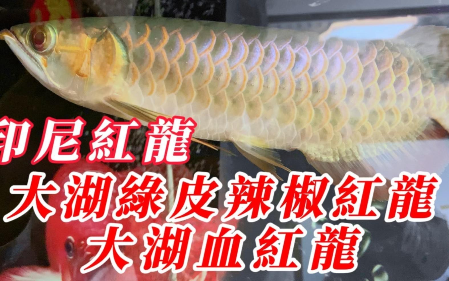 印尼超血紅龍有哪些品種？，印尼超血紅龍屬于什么檔次