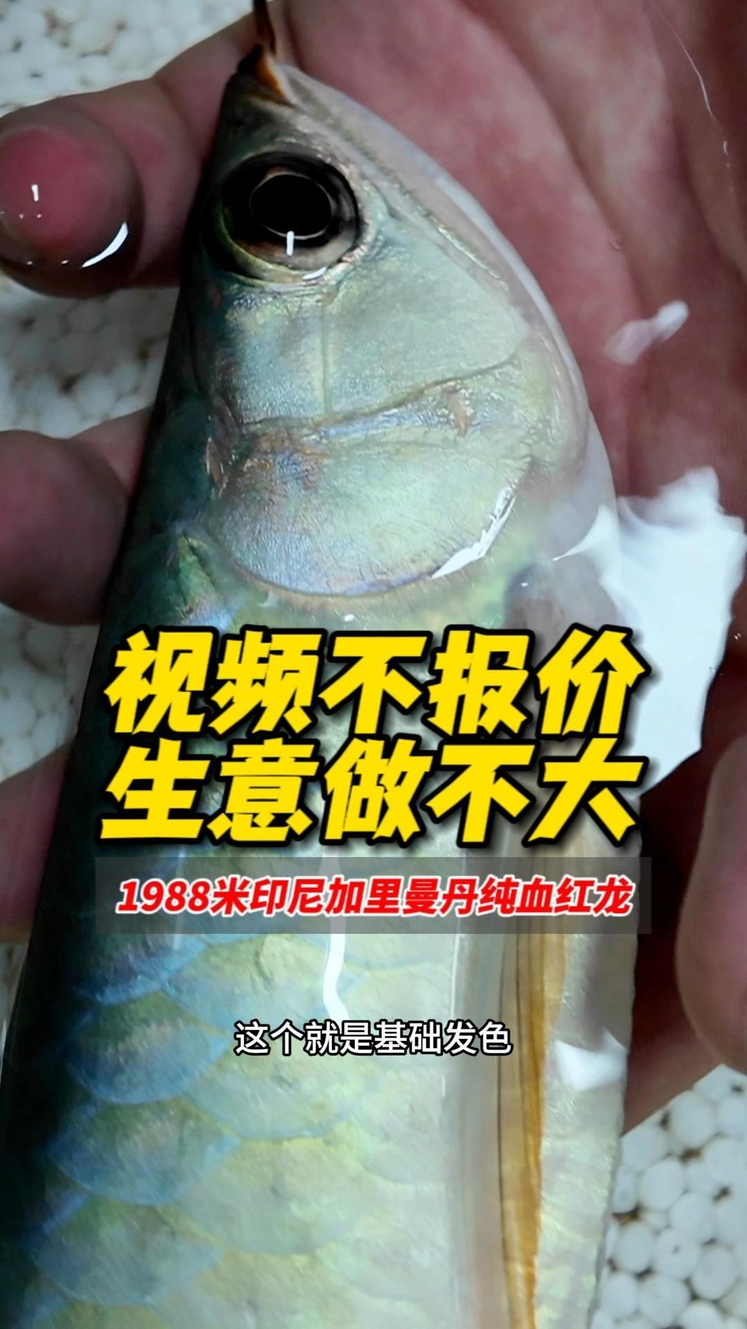 印尼超血紅龍有哪些品種？，印尼超血紅龍屬于什么檔次