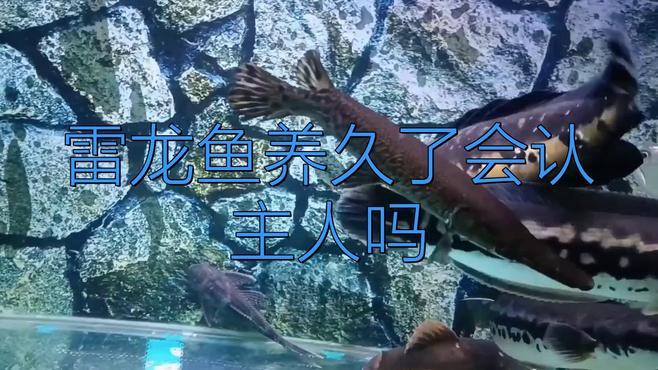 不同品種的龍魚認主能力有何差異？，《不同品種的龍魚認主能力有何差異》本研究聚焦于探究