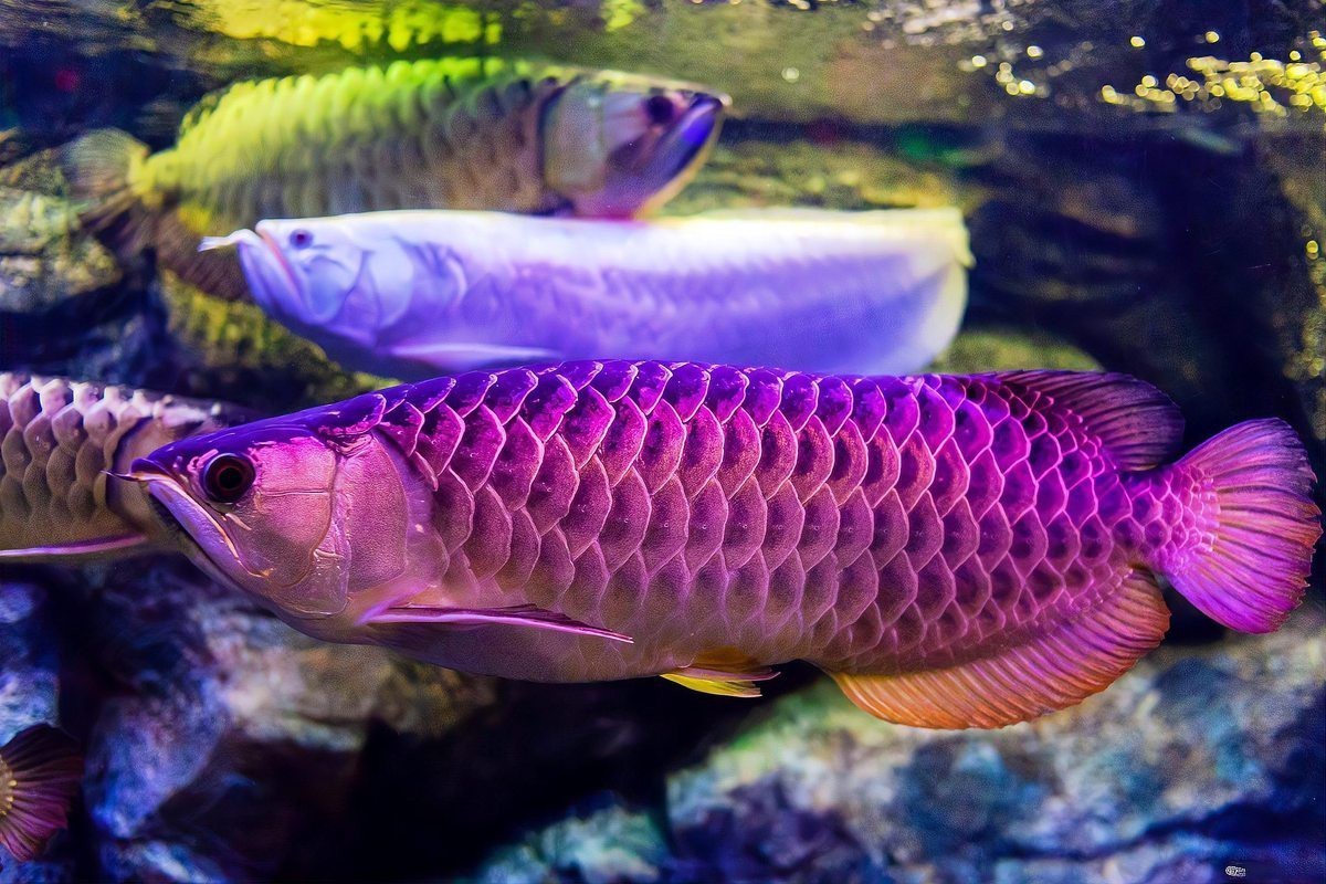 不同品種的龍魚認主能力有何差異？，《不同品種的龍魚認主能力有何差異》本研究聚焦于探究