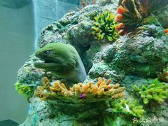 烏魯木齊縣水族店，烏魯木齊縣有沒有專門水族館