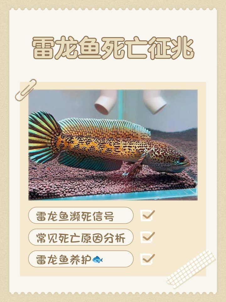 如何判斷雷龍魚是否生病？，《如何判斷雷龍魚是否生病》雷龍魚常見疾病及治療方法指南