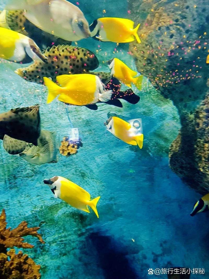 安康水族店，安康市漢濱區(qū)海納水族館企查查安康市漢濱區(qū)海納水族館