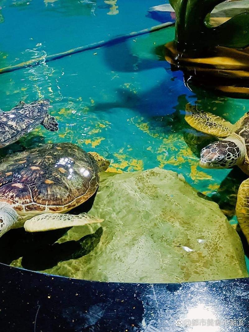 安康水族店，安康市漢濱區(qū)海納水族館企查查安康市漢濱區(qū)海納水族館