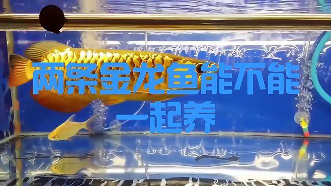 如何判斷魚缸是否適合混養龍魚？，信潮π玩家兩條金龍魚能不能一起養萌寵保姆