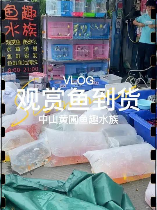 中山水族店，中山市擁有多家特色水族店分布在不同區(qū)域?yàn)槭忻裉峁┒鄻踊?wù)